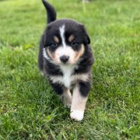 Chiots berger australien #4