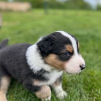 Chiots berger australien #5