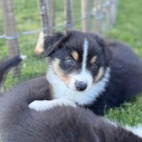 Chiots berger australien #7