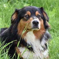 Chiots berger australien #8