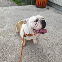 Bulldog anglais femelle lof