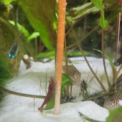 Crevettes red cherry #1