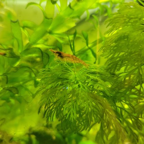 Crevettes red cherry #2