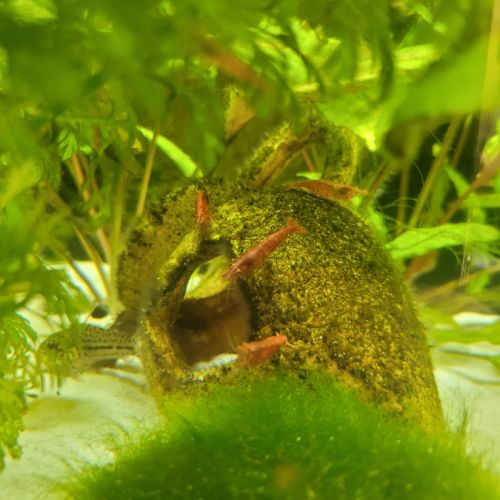 Crevettes red cherry