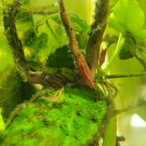 Crevettes red cherry #4