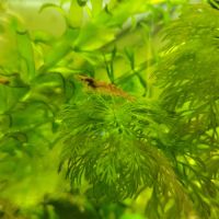Crevettes red cherry #2