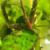 Crevettes red cherry #4