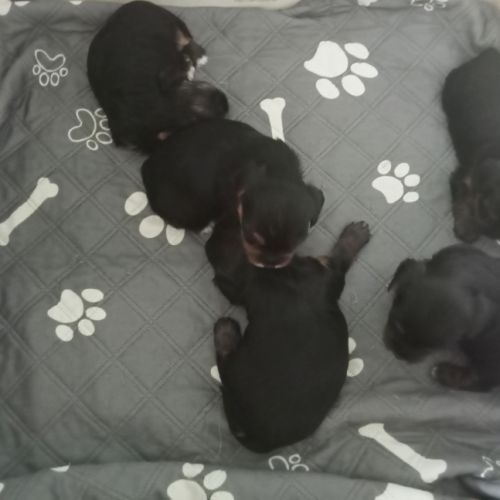 Yorkshire chiots à réserver #1