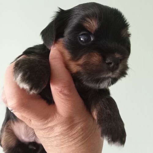 Yorkshire chiots à réserver