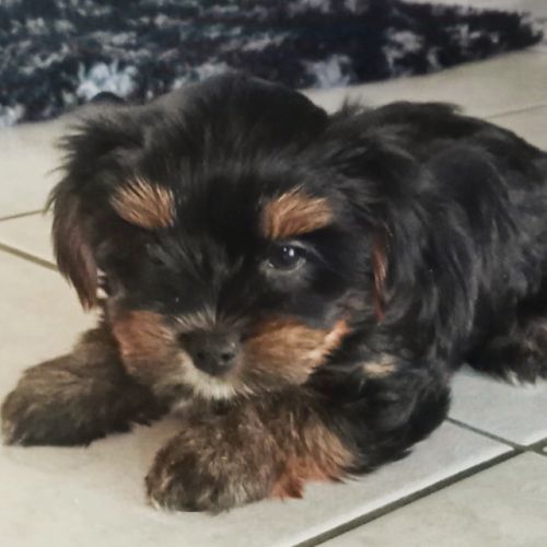 Yorkshire chiots disponibles