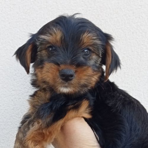 Yorkshire chiots disponibles #6