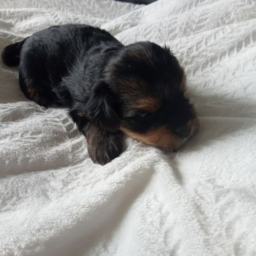Yorkshire chiots à réserver #5