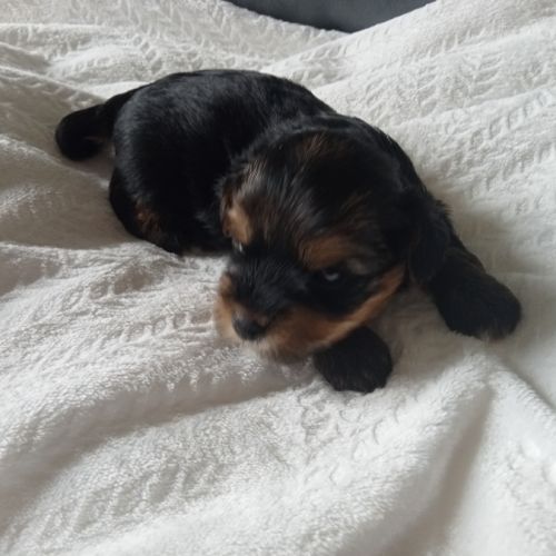 Yorkshire chiots à réserver #6