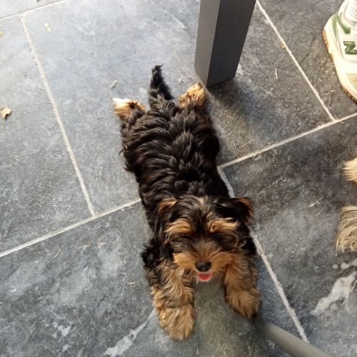 Yorkshire chiot mâle disponible