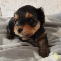 Yorkshire chiots à réserver