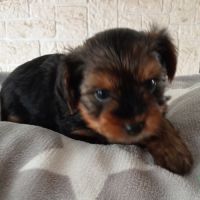 Yorkshire chiots disponibles