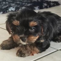 Yorkshire chiots disponibles