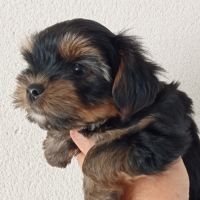 Yorkshire chiots disponibles #2