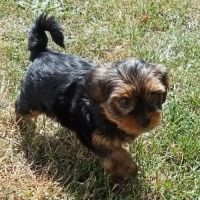 Yorkshire chiots disponibles #3