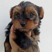 Yorkshire chiots disponibles #4