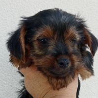 Yorkshire chiots disponibles #5