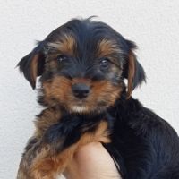 Yorkshire chiots disponibles #6