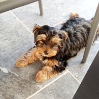 Yorkshire chiot mâle disponible