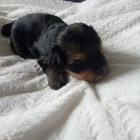 Yorkshire chiots à réserver #5
