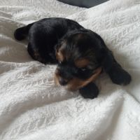 Yorkshire chiots à réserver #6