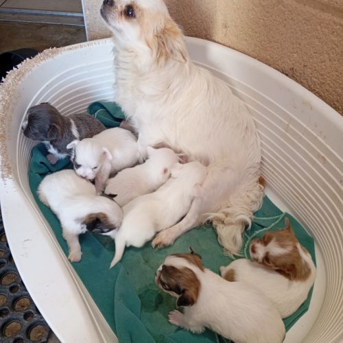 Chiot chihuahua réservation #1