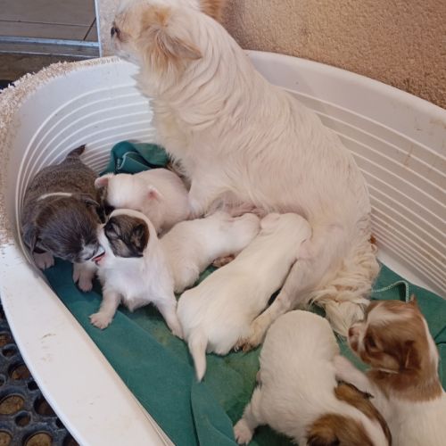 Chiot chihuahua réservation #2