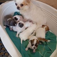 Chiot chihuahua réservation #3