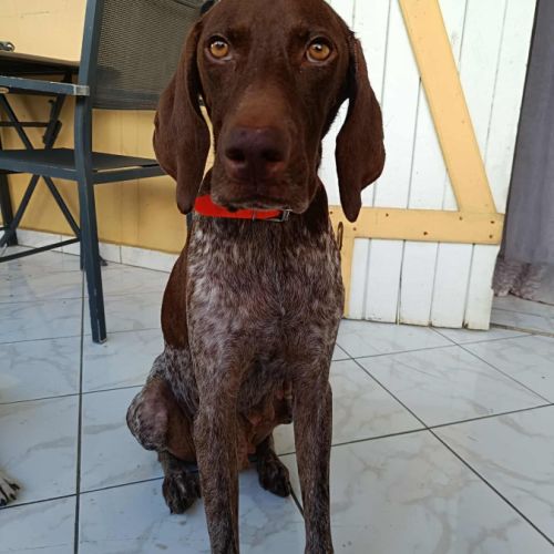 Kiara, une adorable compagne #4
