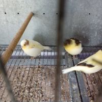 Canari gloster #4