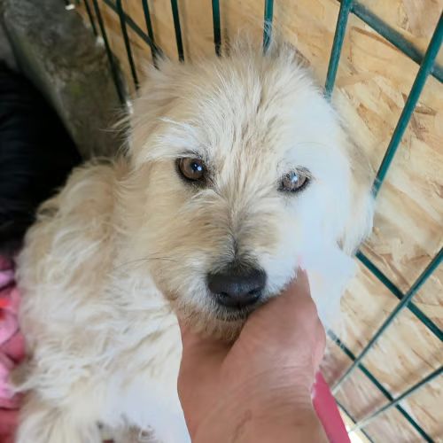 Lady sunshine à l'adoption #2