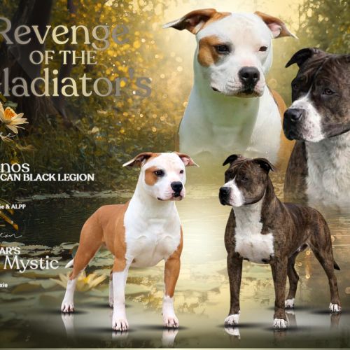 Chiots américan staffordshire terrier,  amstaff, #1