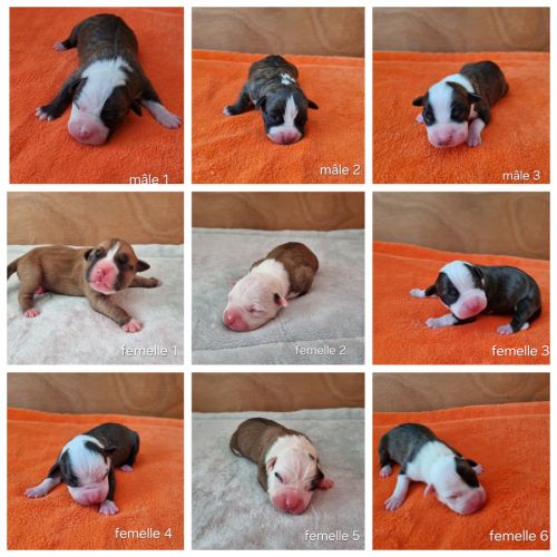 Chiots américan staffordshire terrier,  amstaff, #2