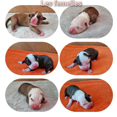 Chiots américan staffordshire terrier,  amstaff, #0