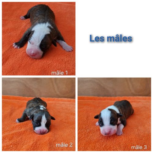 Chiots américan staffordshire terrier,  amstaff, #4