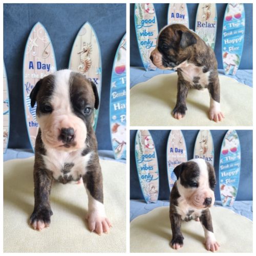 Chiots américan staffordshire terrier,  amstaff,