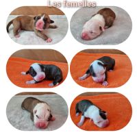 Chiots américan staffordshire terrier,  amstaff,