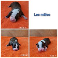 Chiots américan staffordshire terrier,  amstaff, #4