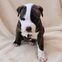 Chiots américan staffordshire terrier,  amstaff, #1