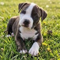 Chiots américan staffordshire terrier,  amstaff,