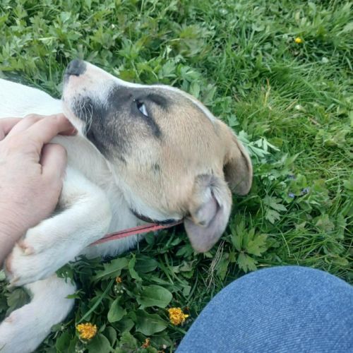 Barney issu d'un sauvetage, à l'adoption