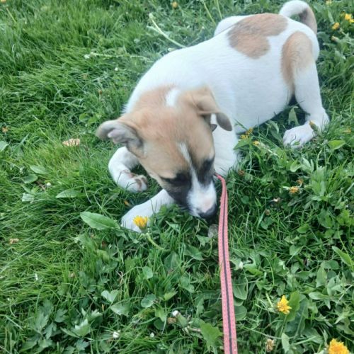 Barney issu d'un sauvetage, à l'adoption #2