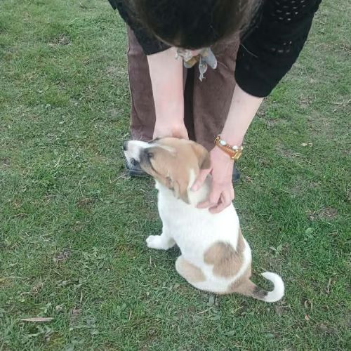 Barney issu d'un sauvetage, à l'adoption #5