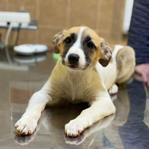 Barney issu d'un sauvetage, à l'adoption #7