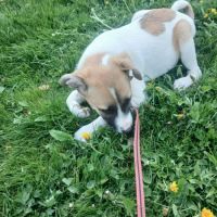Barney issu d'un sauvetage, à l'adoption #2