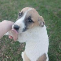 Barney issu d'un sauvetage, à l'adoption #3